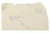 Cretaceous Lobster (Pseudostacus) Fossil - Lebanon #376340-1